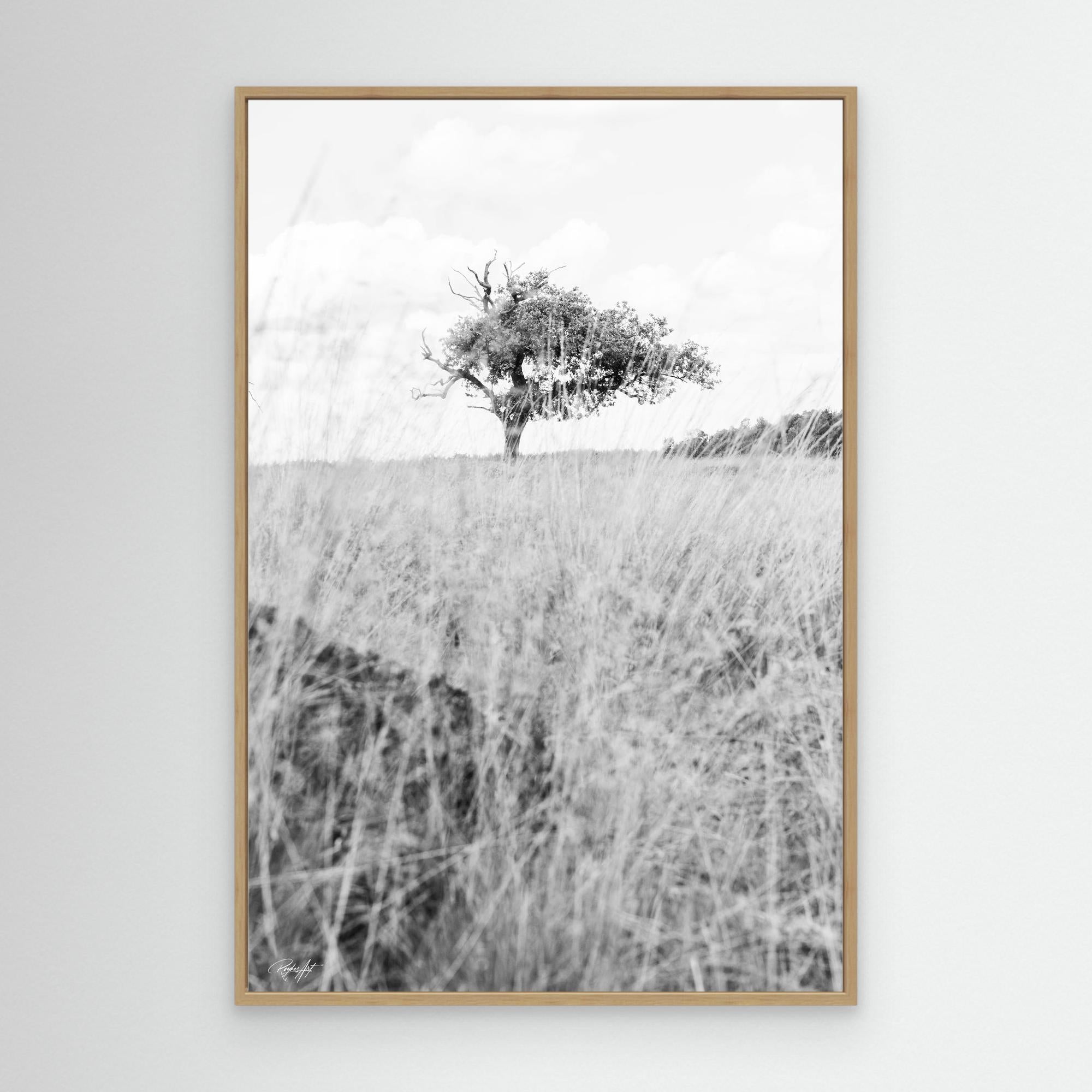 Memories Carved in Bark