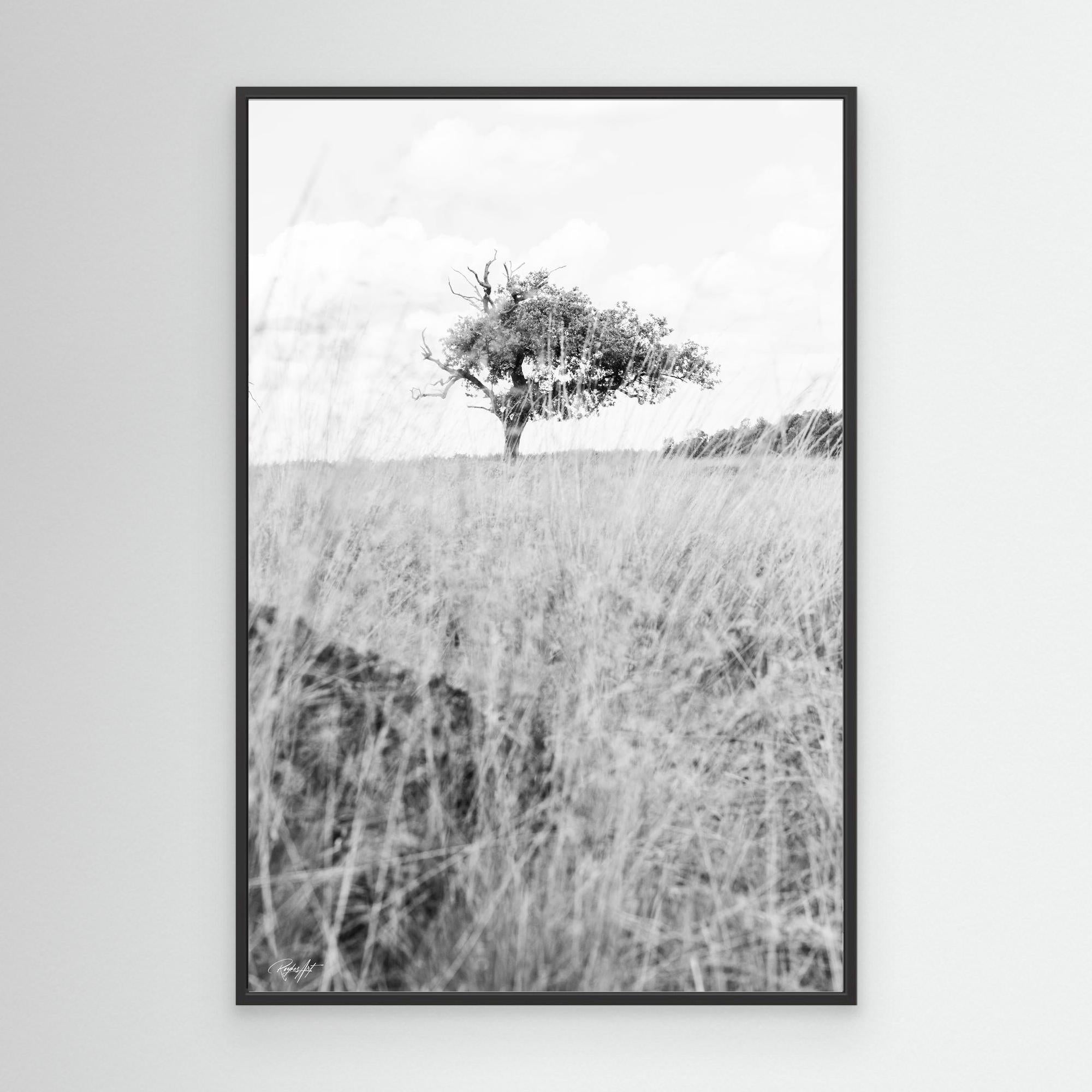 Memories Carved in Bark