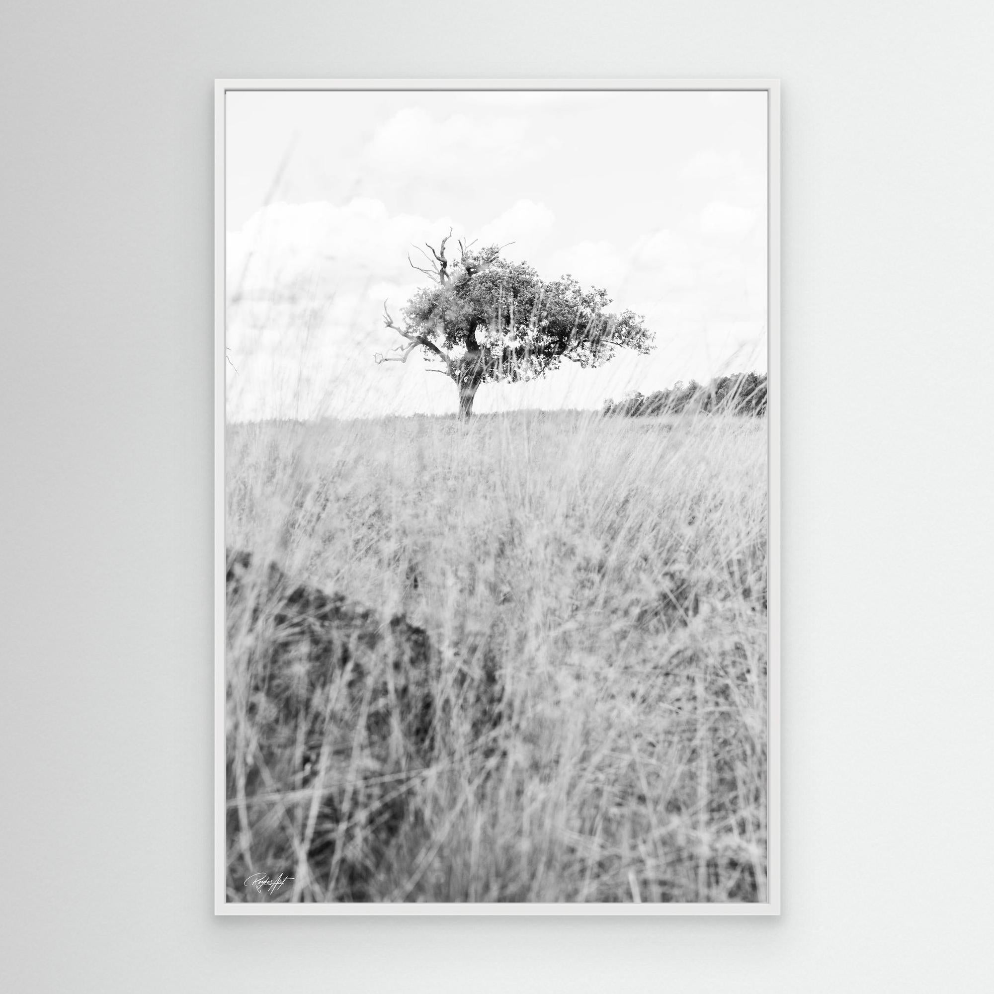 Memories Carved in Bark