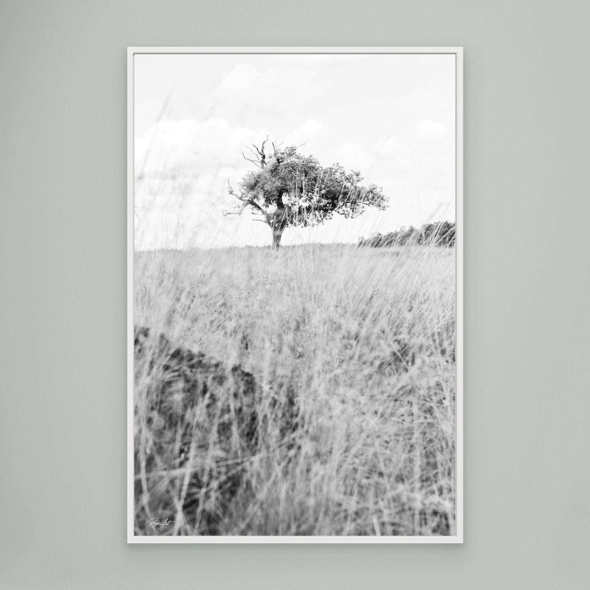 Memories Carved in Bark