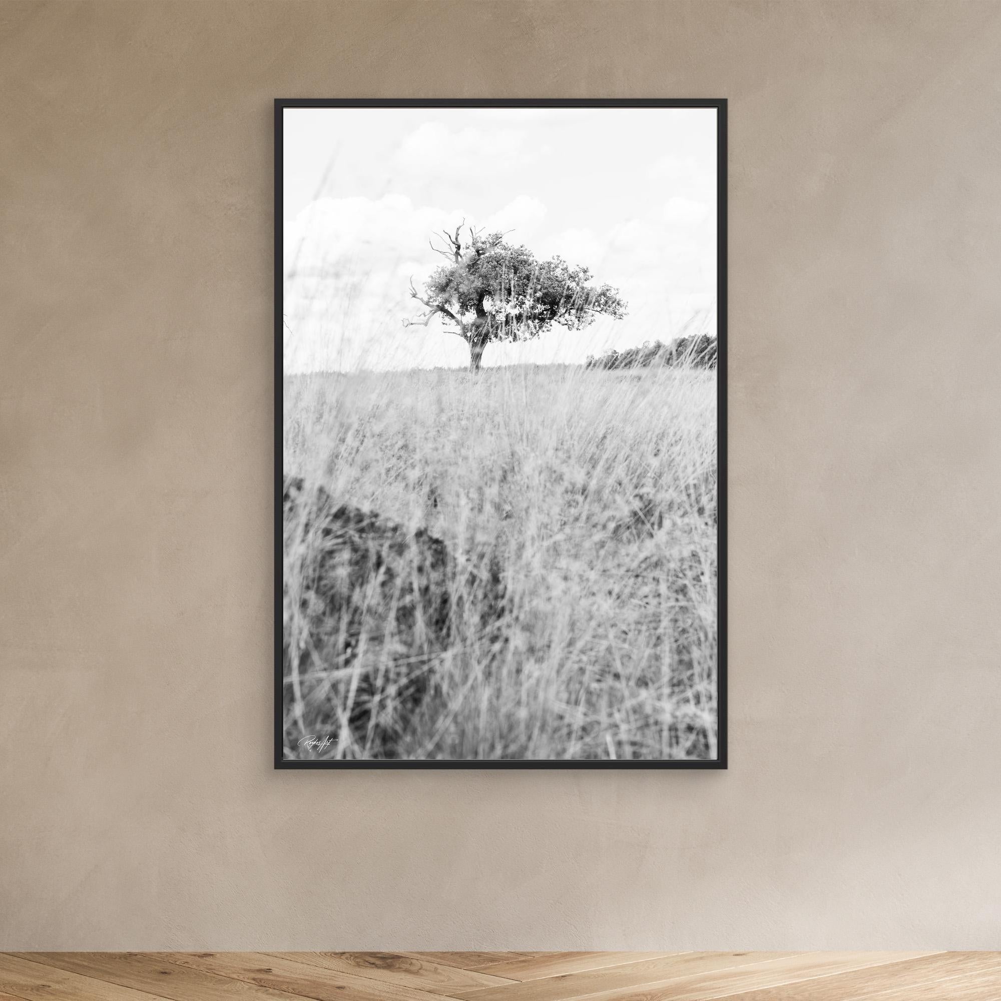 Memories Carved in Bark