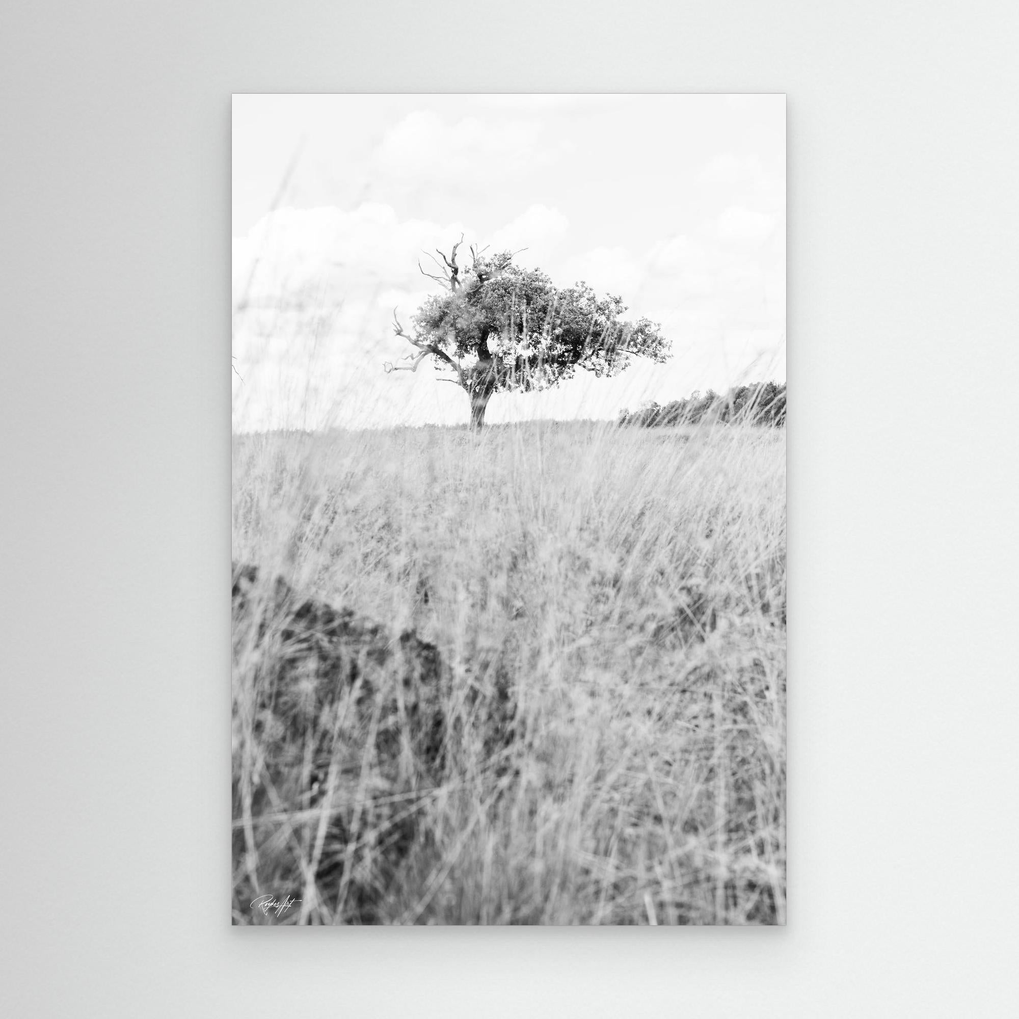 Memories Carved in Bark