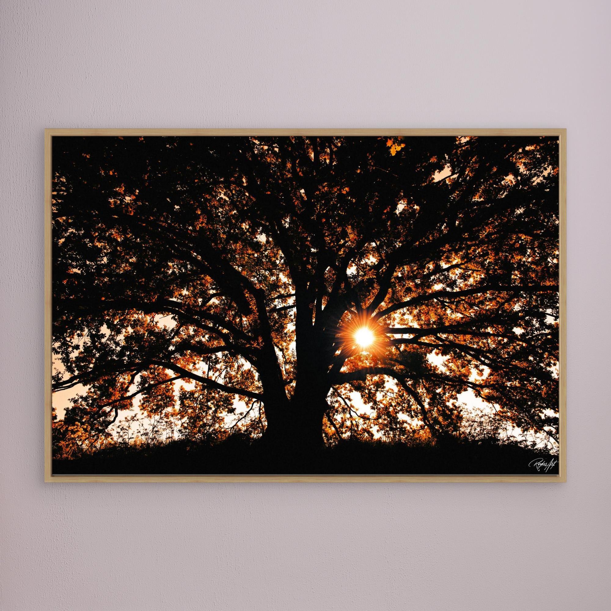 Photography Tree3