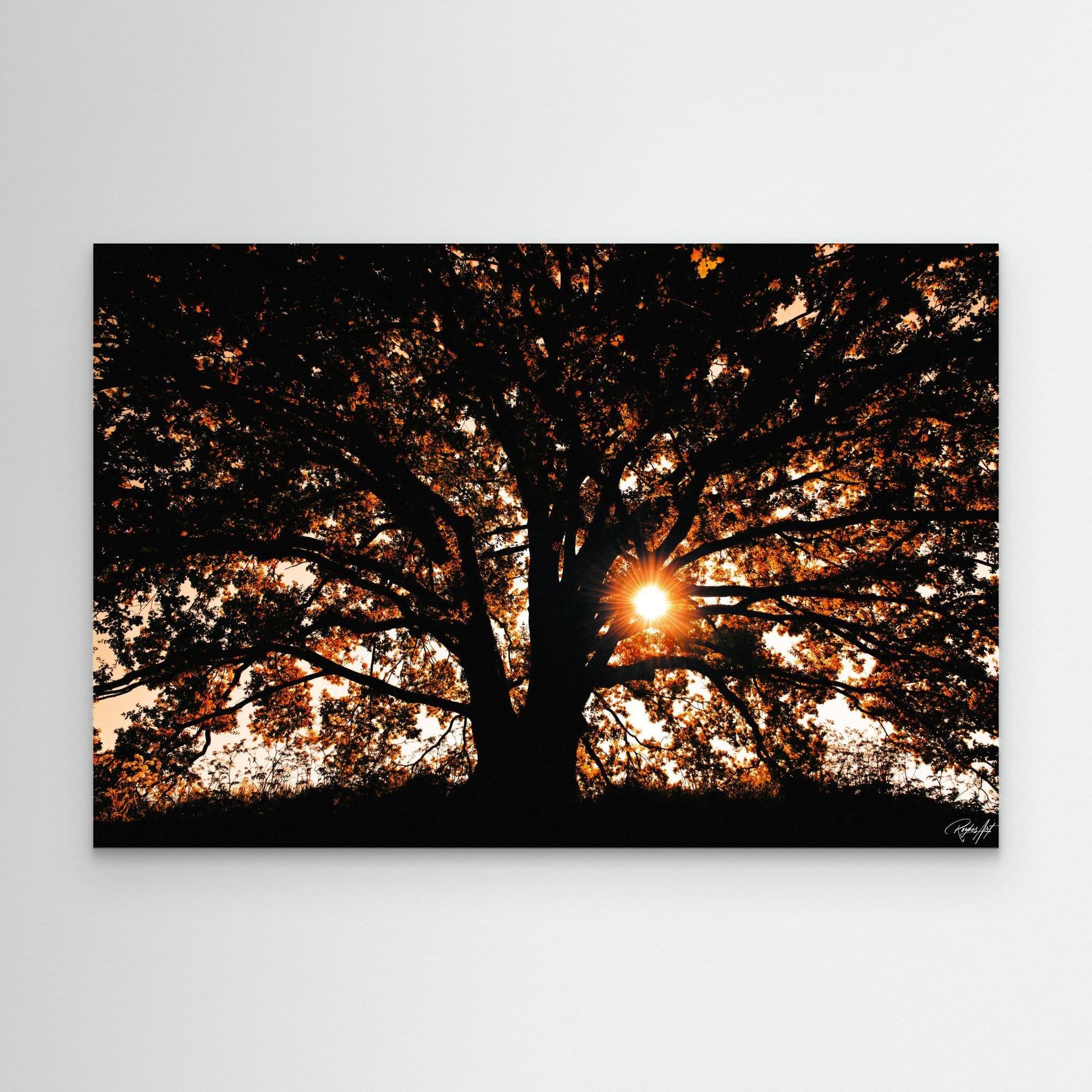 Photography Tree3