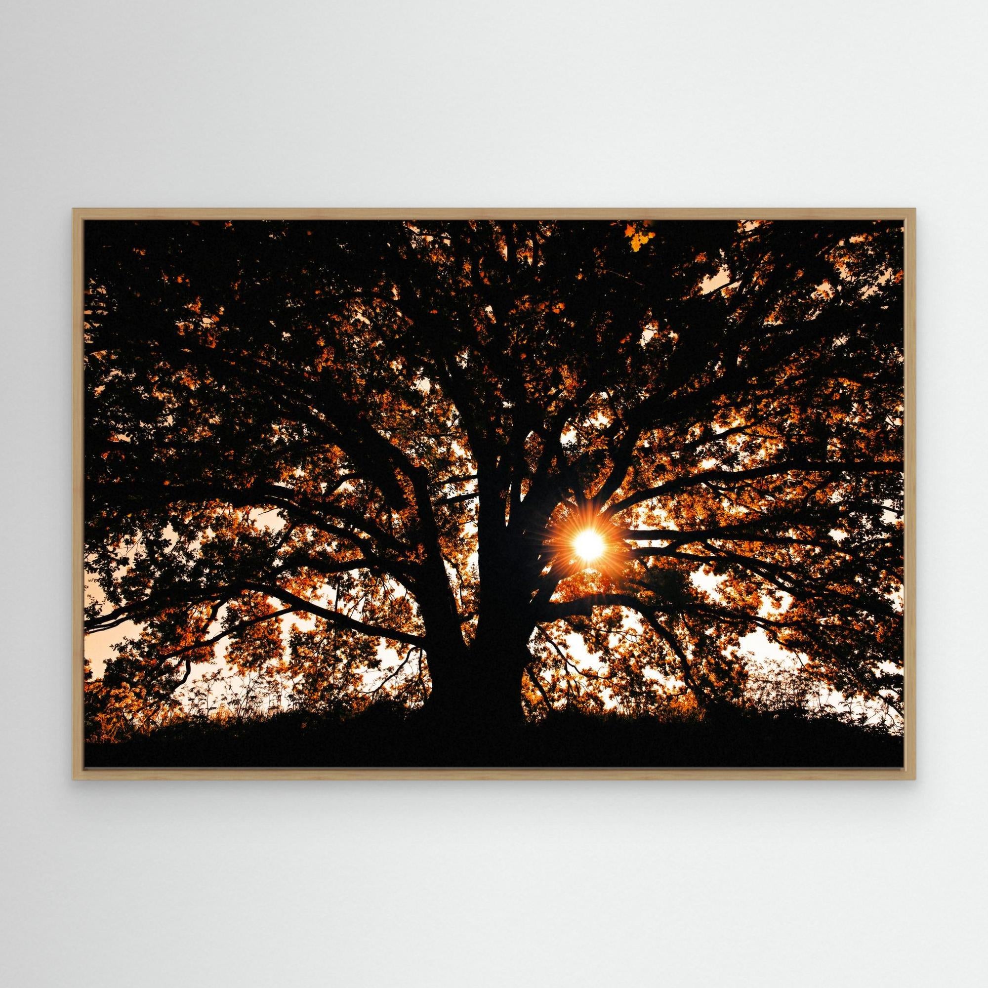 Def Roy Ensink Photography Tree3