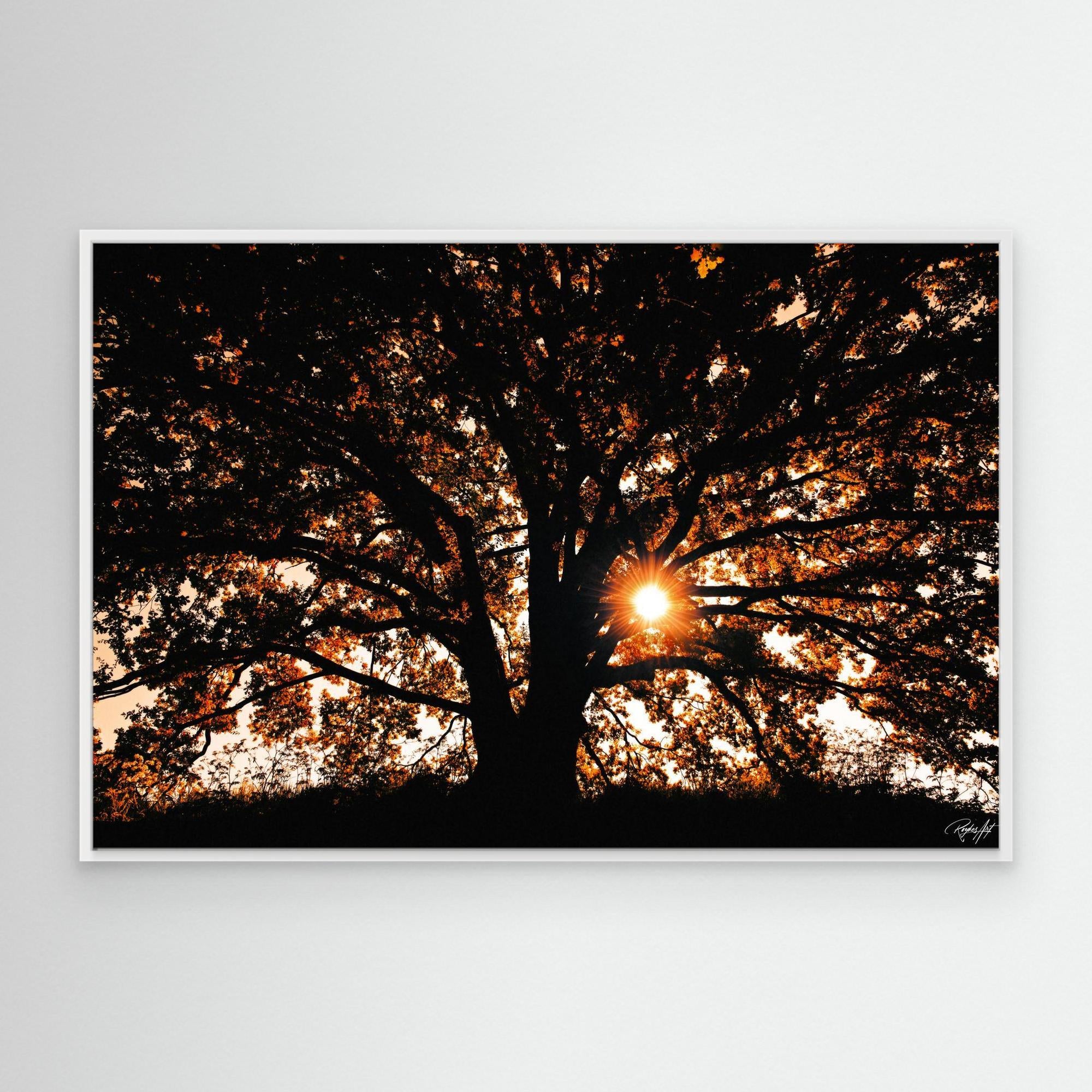 Photography Tree3