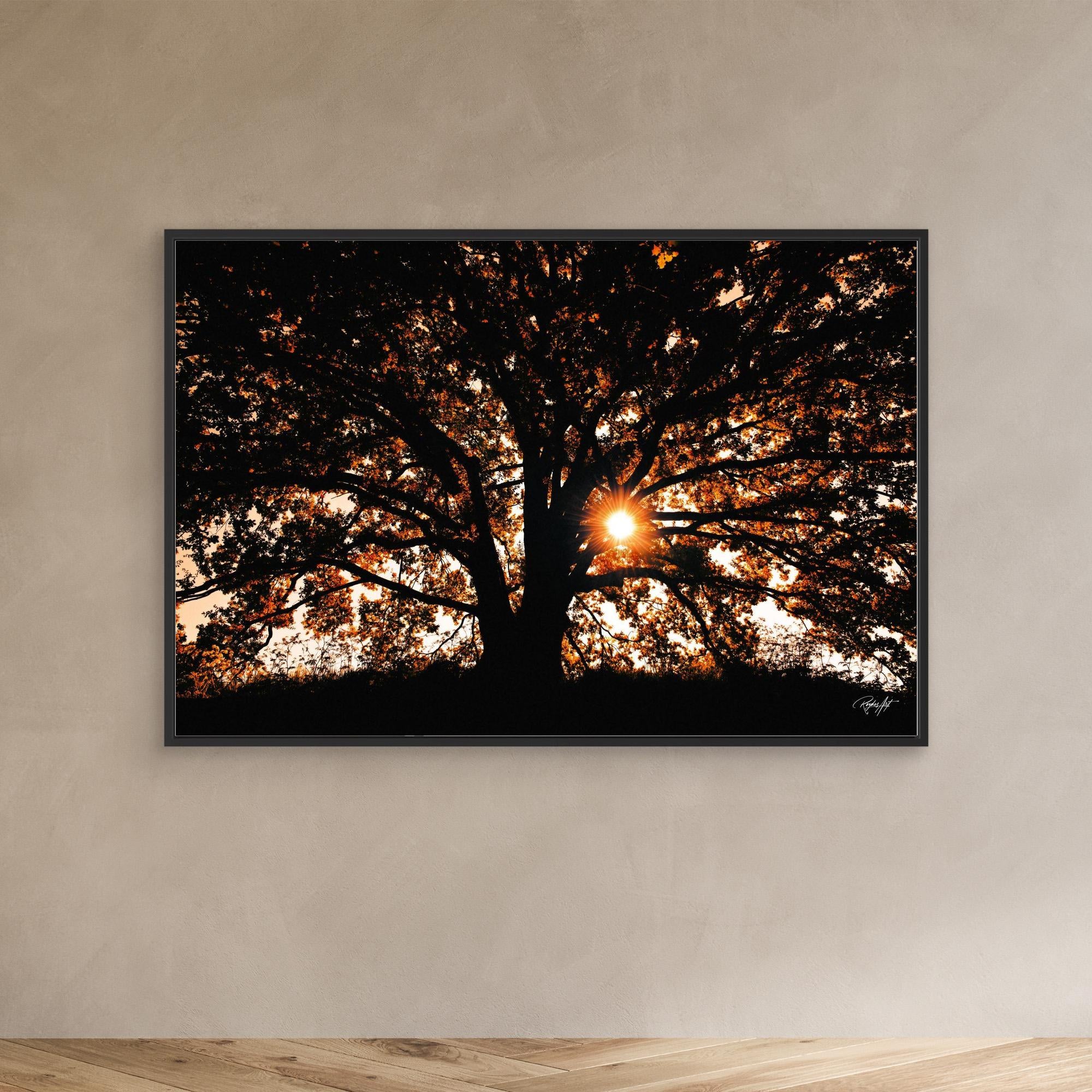 Photography Tree3