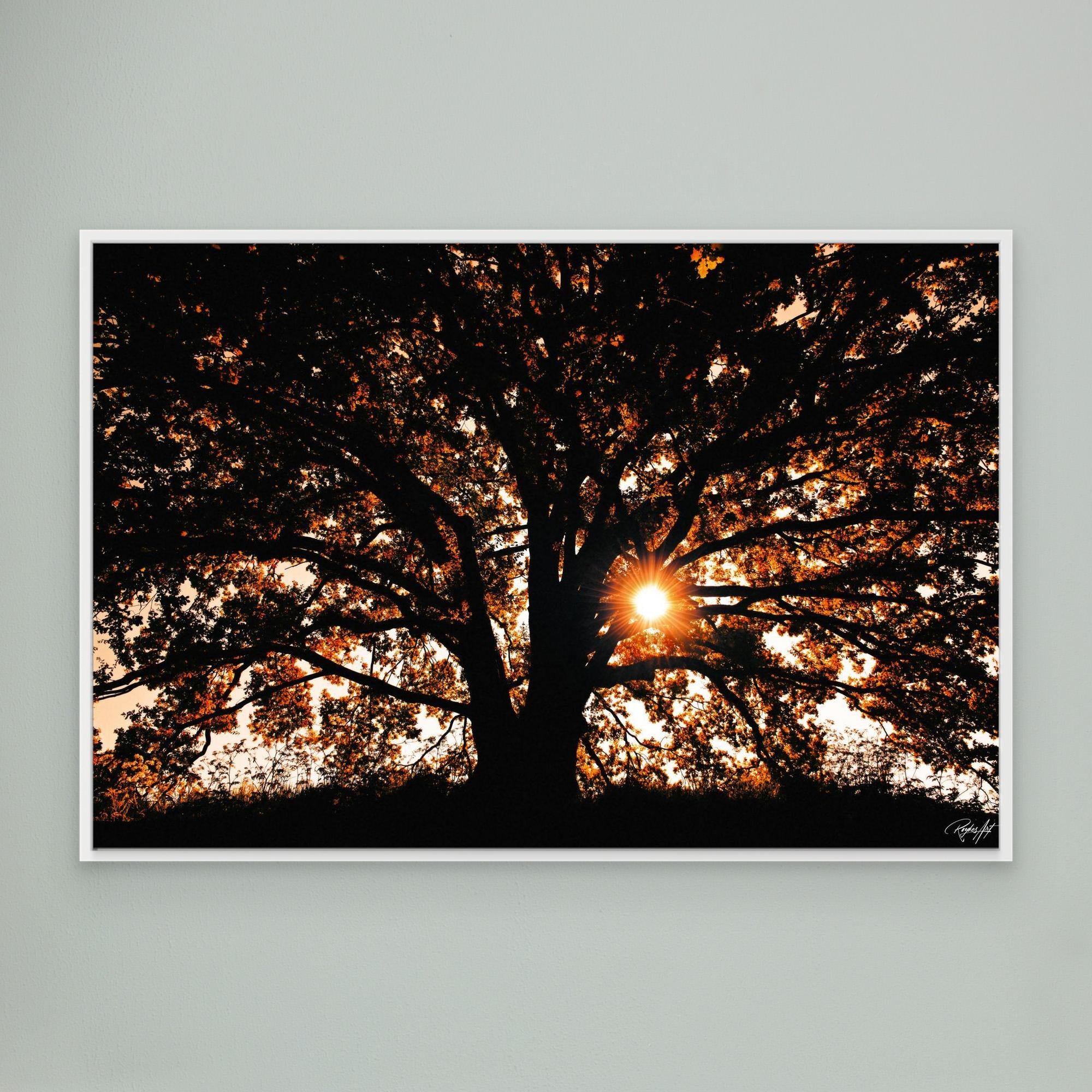 Photography Tree3