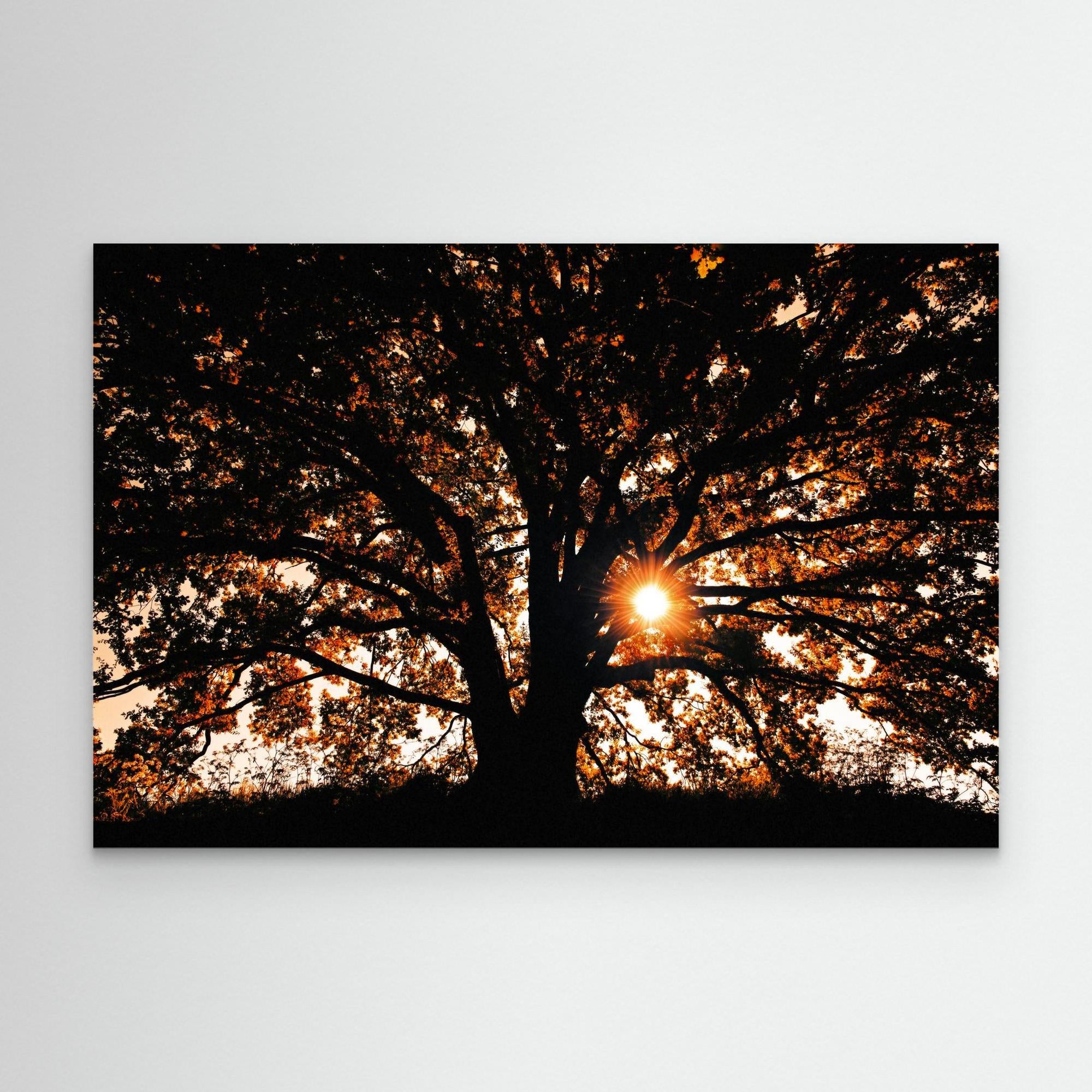 Def Roy Ensink Photography Tree3